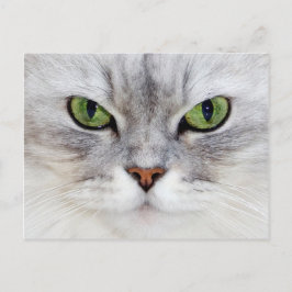 Persisches Katzenportrait - Postkarte
