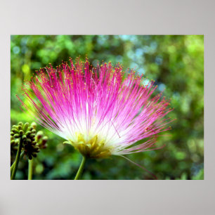 Persisches Seidenbaum-Blume-Poster Poster