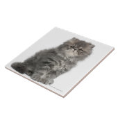 Persisches Sitzen des Kätzchens (2 Monate alte) Fliese (Seite)