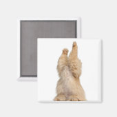 Persisches Spiel (3 Jahre alt) Magnet (Vorderseite/Rückseite)