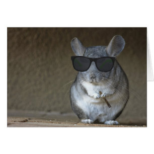 Person-Chinchilla