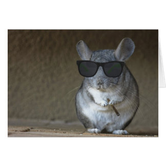 Person-Chinchilla