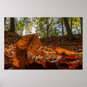 Personal Carpe Diem glänzende farbenfrohe Blätter  Poster
