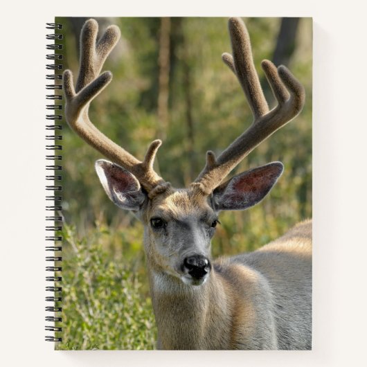 Personalisieren Sie Name Mule Deer Spiral Notebook Notizblock (Vorderseite)