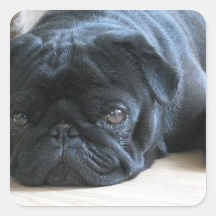 Personalisieren Sie süße schwarze Mops-Welpen-Acce Quadratischer Aufkleber