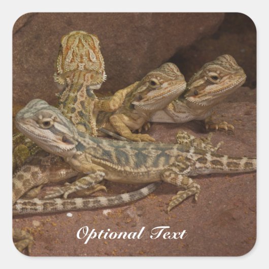 Personalisiert Baby Bearded Dragon Lizard Jigsaw P Quadratischer Aufkleber (Vorderseite)