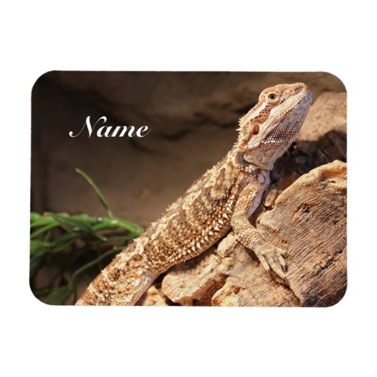 Personalisiert Baby Bearded Dragon Lizard Magnet (Horizontal)