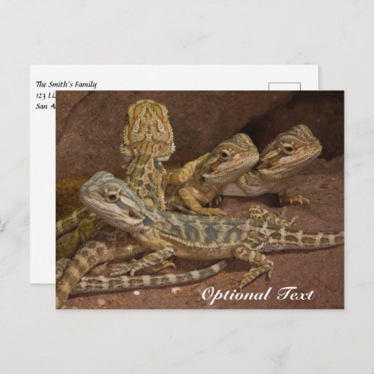 Personalisiert Baby Bearded Dragon Lizard Postkarte (Vorne/Hinten)