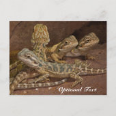 Personalisiert Baby Bearded Dragon Lizard Postkarte (Vorderseite)