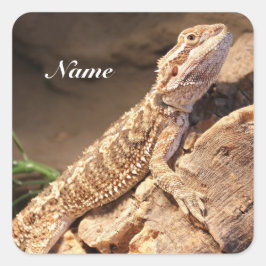 Personalisiert Baby Bearded Dragon Lizard Quadratischer Aufkleber
