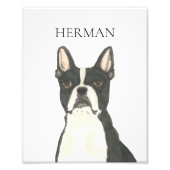 Personalisiert Boston Terrier Portrait Fotodruck (Vorne)