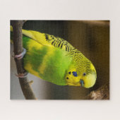 Personalisiert-Englisch-Budgie Parakeet Puzzle (Horizontal)