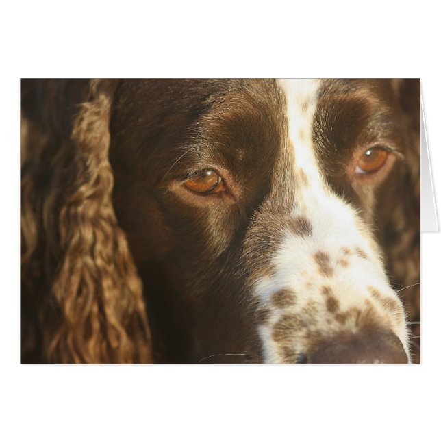 Personalisiert English Springer Spanisch Card (Vorderseite (Horizontal))