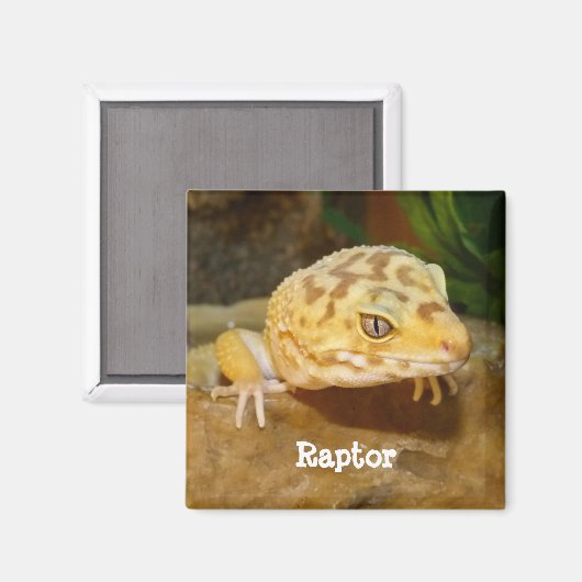 Personalisiert Leopard Gecko Lizard Magnet (Vorderseite/Rückseite)