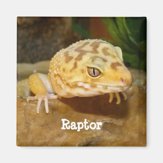 Personalisiert Leopard Gecko Lizard Magnet (Vorne)