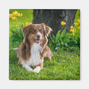 Personalisiert Modern Australian Shepherd Dog Foto Magnet