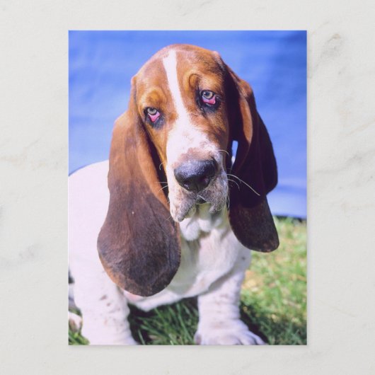 Personalisiert- Postkarte: Einmaliger Basset-Hund Postkarte (Vorderseite)