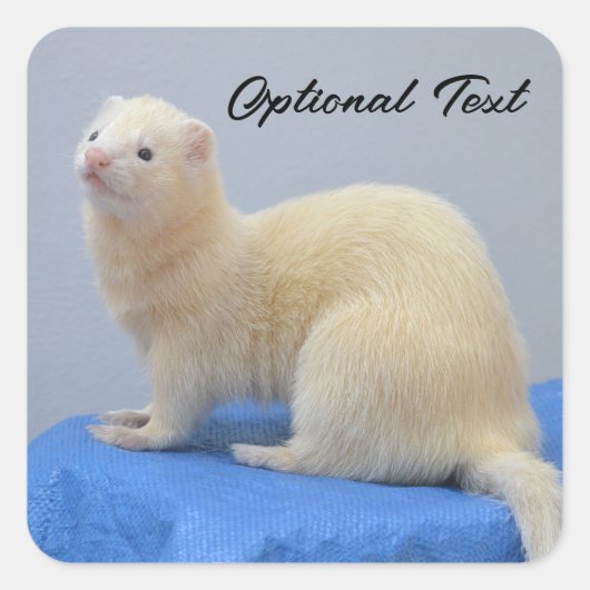 Personalisiert White Pet Ferret Quadratischer Aufkleber (Vorderseite)
