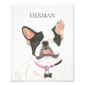 Personalisiert White Pied Frenchie French Bulldog Fotodruck (Vorne)