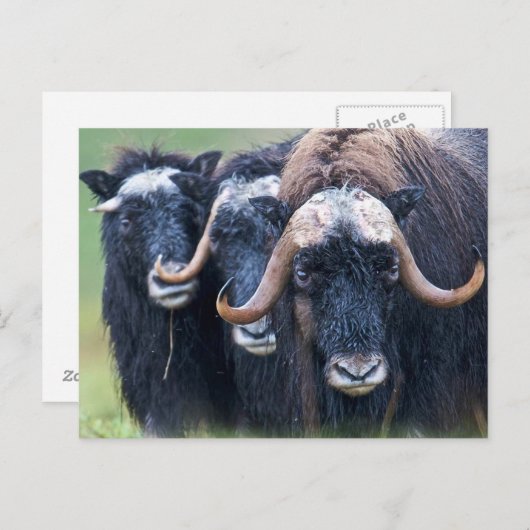 Personalisierte benutzerdefinierte Foto- und Texte Postkarte (Vorne/Hinten)