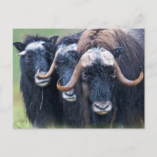 Personalisierte benutzerdefinierte Foto- und Texte Postkarte (Vorderseite)