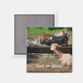 Personalisierte Freunde von Farmtieren Magnet (Vorderseite/Rückseite)