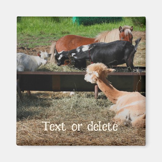 Personalisierte Freunde von Farmtieren Magnet (Vorne)