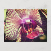 Personalisierte hübsche Orchideenblume Postkarte (Vorderseite)