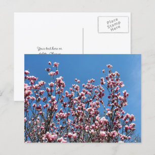 Personalisierte Magnolienblüten Blaue Himmel Postkarte