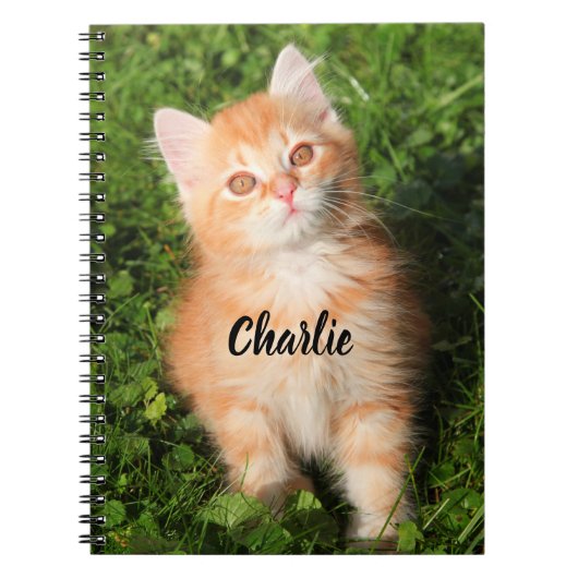 Personalisierte Niedliche Fluffy Orange Tabby Cat Notizblock (Vorderseite)