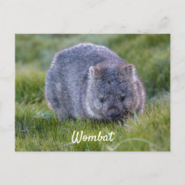 Personalisierte Niedliche Wombat Animal Tasmania A Postkarte