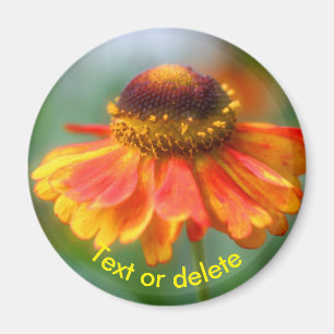 Personalisierte Orange Gelbe Zinna Gänseblümchen-B Magnet