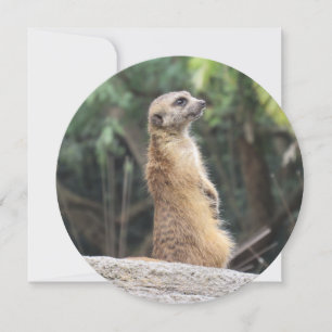 Personalisierte Round-Meerkat-Grußkarte Feiertagskarte