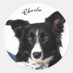 Personalisierte Schwarz-Weiß-Border-Collie Runder Aufkleber