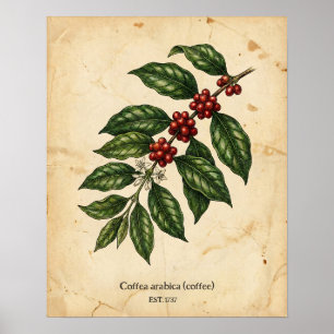Personalisierte Vintage-Kaffeepflanze Botanik Poster