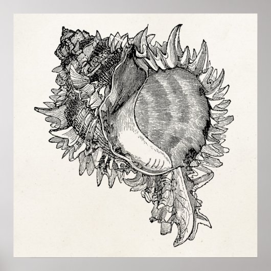 Personalisierte Vorlage für die Seashell-Muschel i Poster (Vorne)