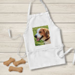 Personalisierter Beagle Foto- und Dogenname Schürze<br><div class="desc">Personalisierter Beagle Hunde Foto und Hundename Design - passen Sie diesen Sake mit einem hochgeladenen Foto Ihres Beagle an oder fügen Sie Ihren eigenen Text hinzu - Wir Liebe "Hundenname", Hundegeburtstag oder Tag der Übergabe. Klicken Sie einfach auf "Anpassen", um Ihren personalisierten Text hinzuzufügen, den Schriftart und die Farbe zu...</div>