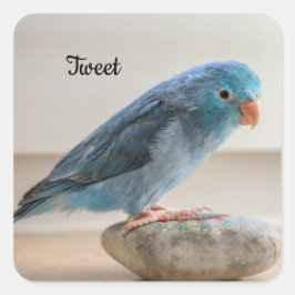 Personalisierter Blauer Parrotlet Pet Bird Quadratischer Aufkleber