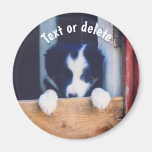 Personalisierter Border Collie Welpe Magnet
