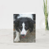 Personalisierter Hinweis für Border Collie Stare H Karte (Vorderseite)