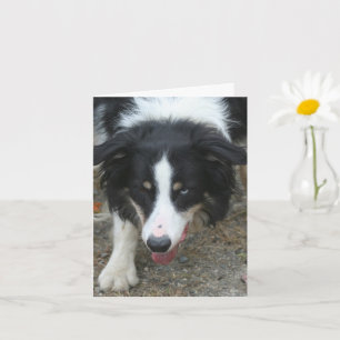 Personalisierter Hinweis für Border Collie Stare H Karte