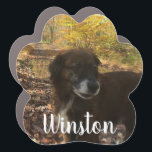 Personalisierter Hund Foto Weiße Schriftzeichen dr Auto Magnet<br><div class="desc">Dieser Pfotendruckdruckmagnet ist ideal für die Darstellung Ihres Lieblingsstifters in Ihrem Jungtier. Fügen Sie diesem Magneten einfach das Foto und den Namen Ihres Hundes mit den Vorlagenfeldern hinzu. Die weiße Schriftzeichen hebt sich gut von Fotos mit dunkleren Hintergründen ab. Ein personalisiertes Geschenk für Hundebesitzer!</div>