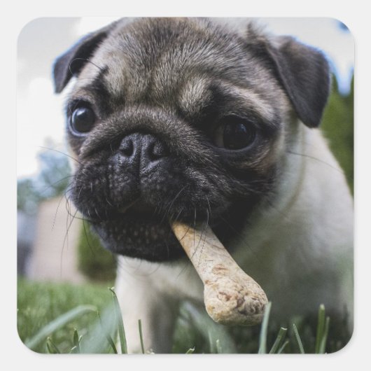 Personalisierter Mops Foto und Name Quadratischer Aufkleber (Vorderseite)