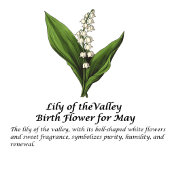 Personalisierter Name Geburtsdatum Blume Mai 12 oz Thermosbecher