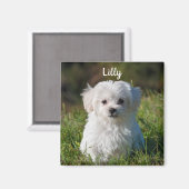 Personalisierter Niedlicher, weißer maltesischer W Magnet (Vorderseite/Rückseite)