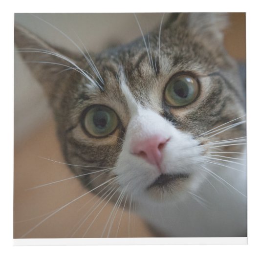 Personalisierter Pet Keepake für Katzen oder Hunde Würfel (Rechts)