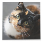 Personalisierter Pet Keepake für Katzen oder Hunde Würfel (Vorderseite)