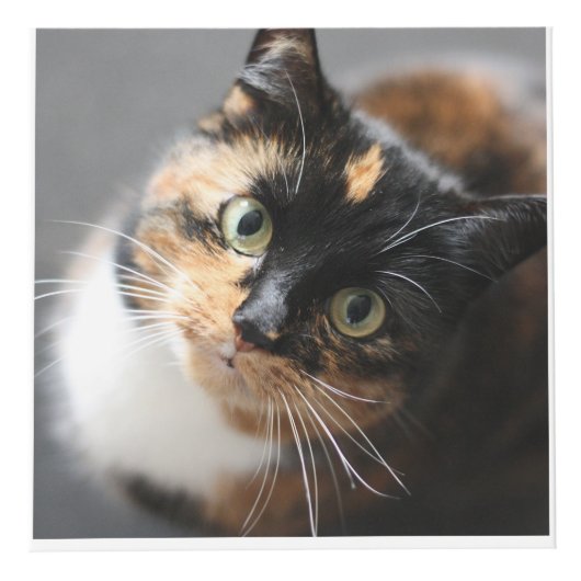 Personalisierter Pet Keepake für Katzen oder Hunde Würfel (Vorderseite)