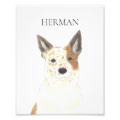 Personalisierter Red & White Heeler Cattledog Fotodruck (Vorne)