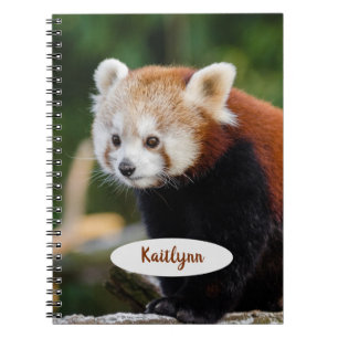 Personalisierter Roter Panda Notizblock